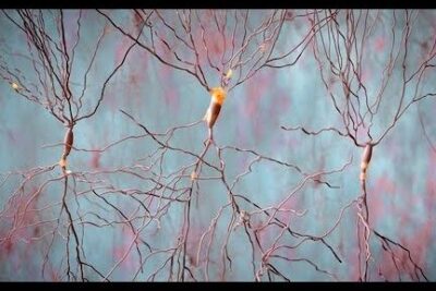 Cómo alimentar el cerebro para ser más inteligente con neuronas conectadas